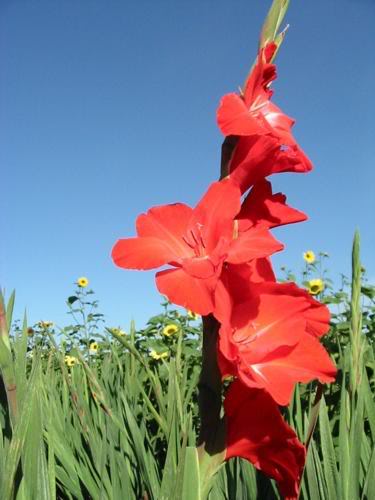 Las flores segun los signos Gladiolas-Mike