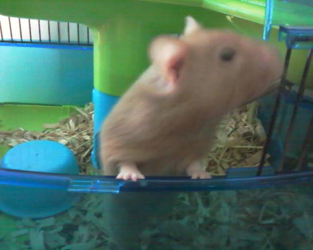 POST YOUR PETS Hamster