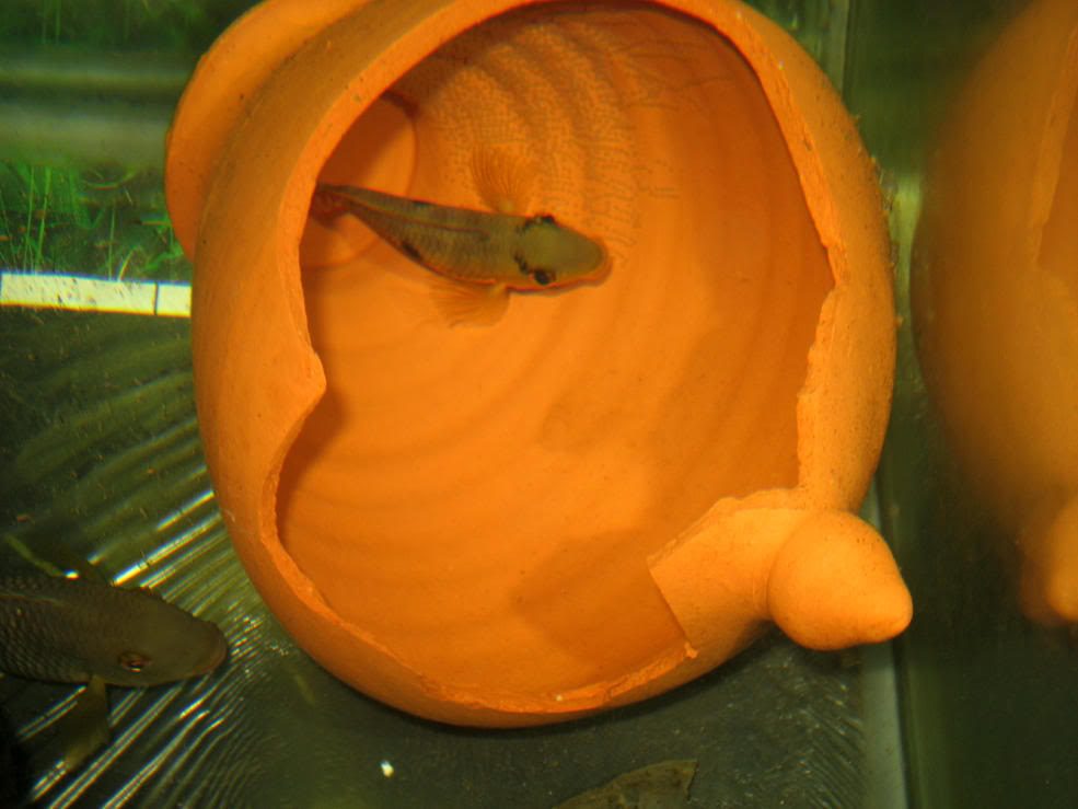 Geophagus Brasiliensis 21Aug2008004