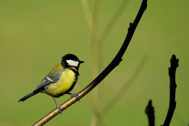 Mésange charbonière Symetrie