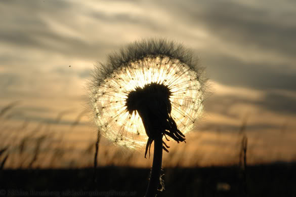 Hoa, cây và gió Dandelion