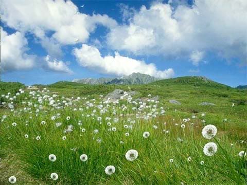 Hoa, cây và gió Dandelion_big