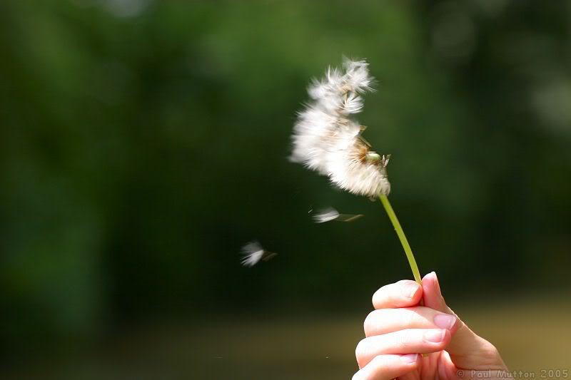 Hoa, cây và gió Dandelion_blowing_in_wind_1