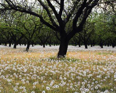 Hoa, cây và gió Dandelion_field