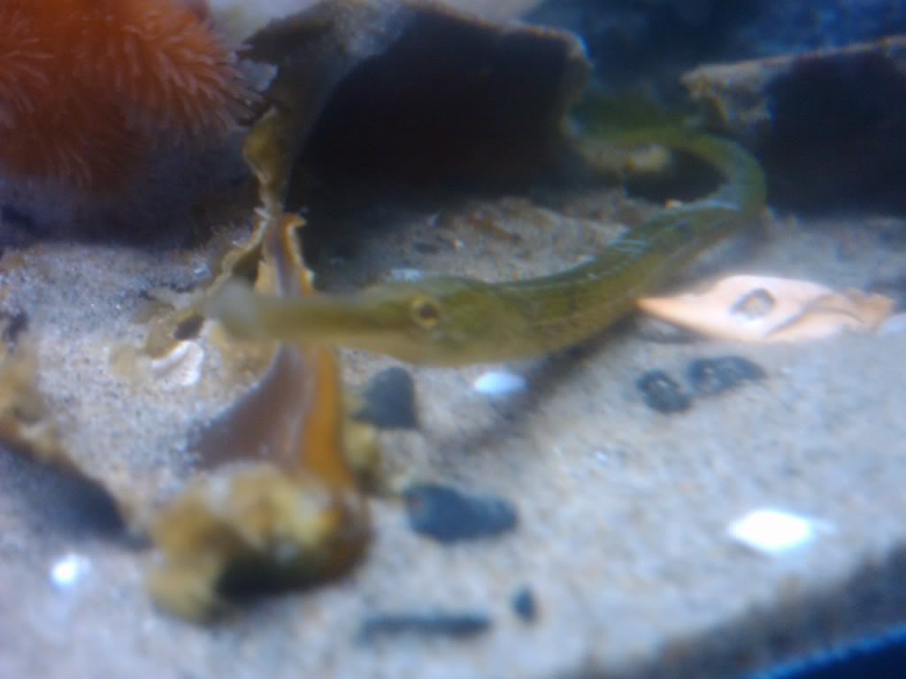 Northeast Pacific Bay Pipefish Tank IMG_20111030_121413