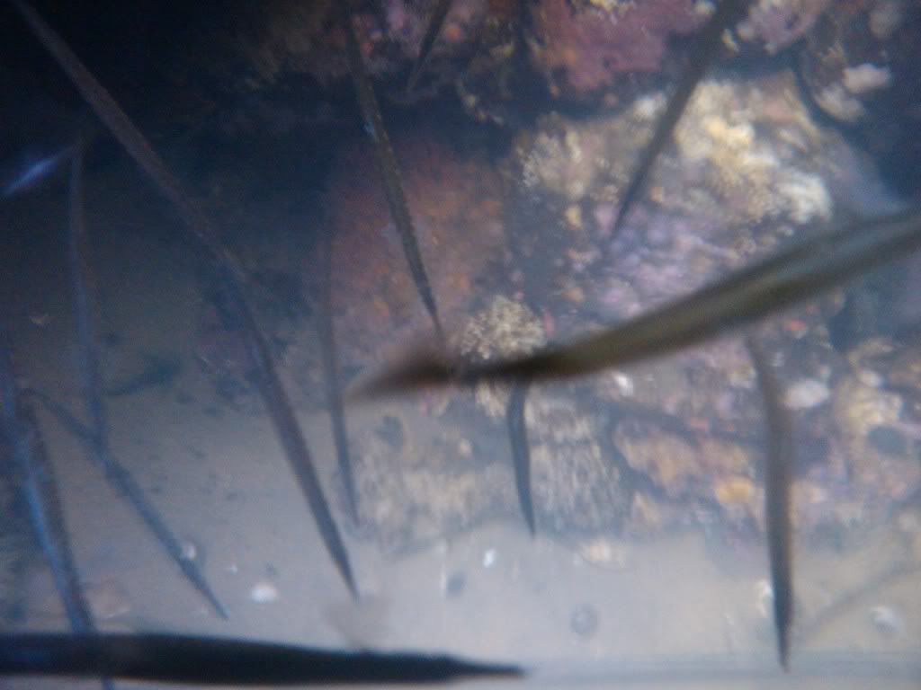 My haul from night collecting last night: Pipe fish, Octopus, Tubesnouts...... IMG_20111030_121539