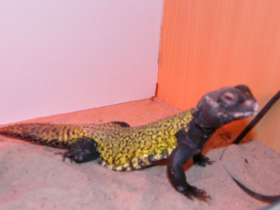 My Male Uromastyx Marliensis DSCF0037