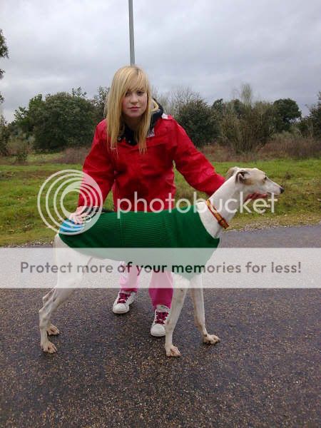 galgo - Chandler, otro galgo victima del abandono y atropello (Talavera) EEEET