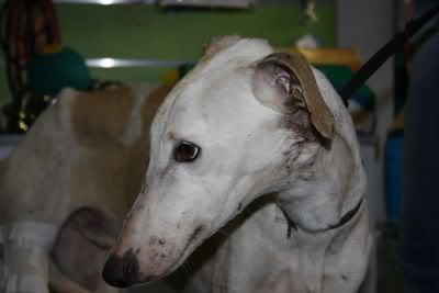 Chandler, otro galgo victima del abandono y atropello IMG_1768