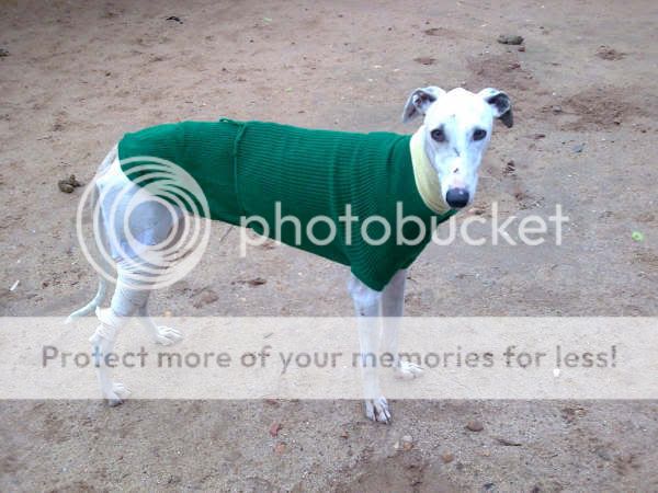 galgo - Chandler, otro galgo victima del abandono y atropello (Talavera) Imagen008