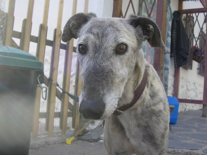 galgo - Quentin otro galgo, este se ha subido solo al coche... urge acogidaADOPTADO P1011265