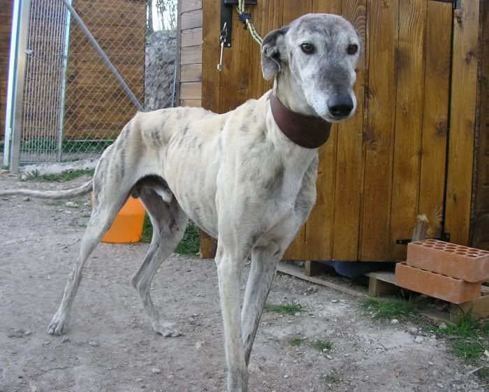 galgo - Quentin otro galgo, este se ha subido solo al coche... urge acogidaADOPTADO P1011281