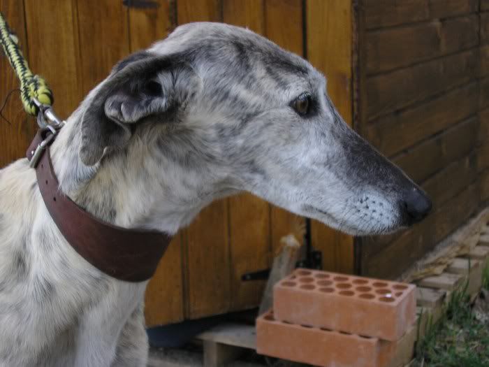 galgo - Quentin otro galgo, este se ha subido solo al coche... urge acogidaADOPTADO P1011282