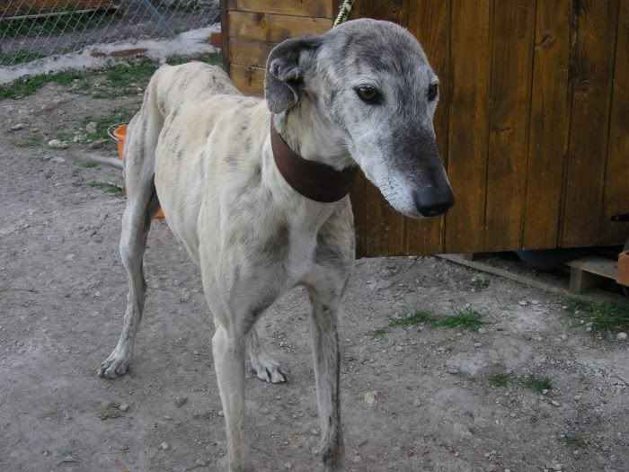 galgo - Quentin otro galgo, este se ha subido solo al coche... urge acogidaADOPTADO P1011283