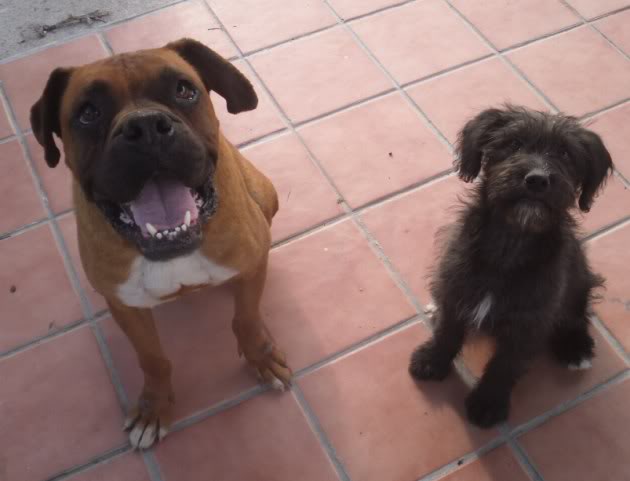 Boxer esqueleto lleno de heridas, sobran las palabras Toledo SDC10062