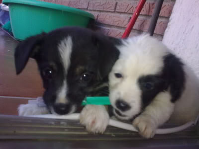 Kimba y Banjo, cachorros tirados en una caja comidos por las pulgas y garrapatas (Talavera) Cachorros19