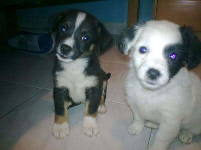 Kimba y Banjo, cachorros tirados en una caja comidos por las pulgas y garrapatas (Talavera) Cachorros20