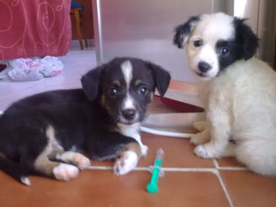 Kimba y Banjo, cachorros tirados en una caja comidos por las pulgas y garrapatas (Talavera) Cachorros5