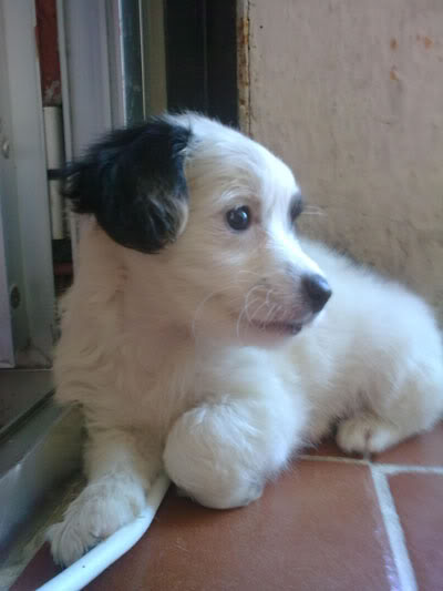 Kimba y Banjo, cachorros tirados en una caja comidos por las pulgas y garrapatas (Talavera) Cachorros7