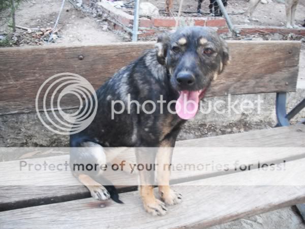 EN LA CALLE!!! Cani y Toby, abandonados en un canal de cachorros, llevan toda la vida abandonados (Talavera) (PE) Cani-1