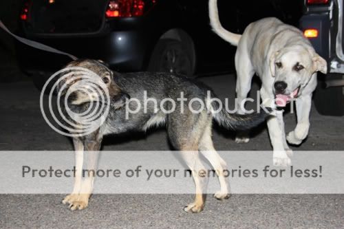 EN LA CALLE!!! Cani y Toby, abandonados en un canal de cachorros, llevan toda la vida abandonados (Talavera) (PE) Cani3