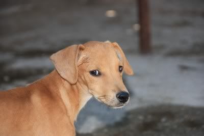 galgo - ADOPTADO- Emanems, el cachorrin mas bueno y dulce, cruce de galgo o podenquito Emm