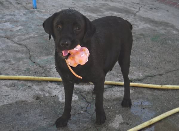 Meshua, mama x de labrador y sus 7 enanitos Meshua13