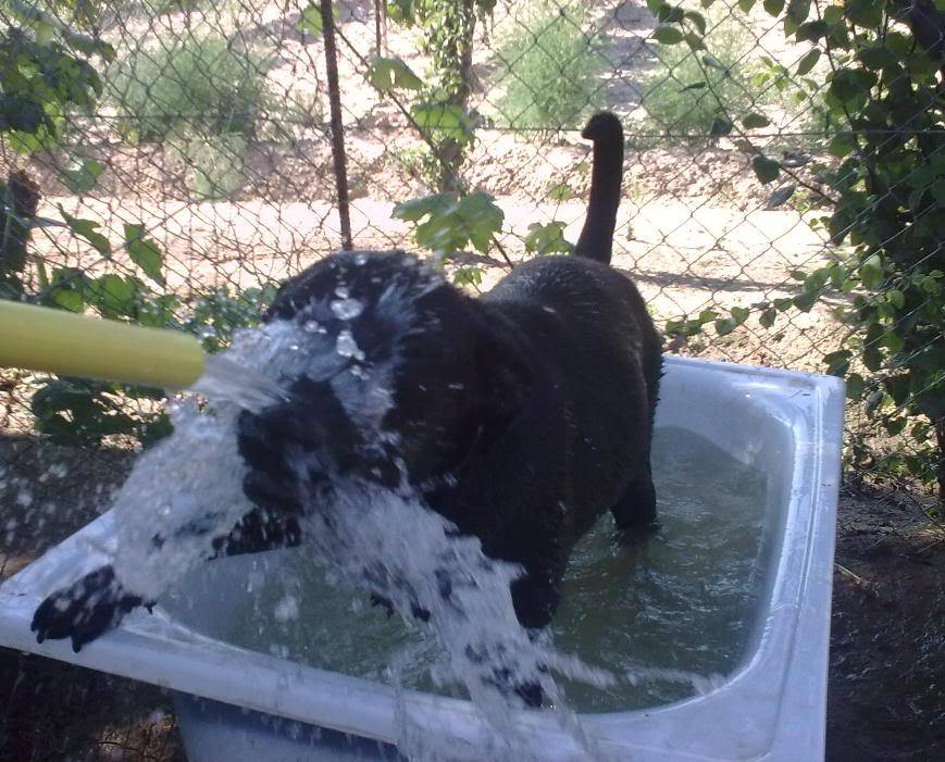 Mowgli, cachorro de labrador al que no quieren por tener displasia de codos (Talavera) Mw1-1