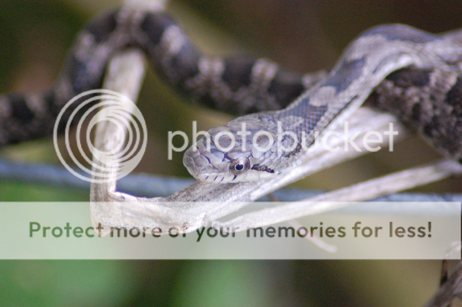 Too windy to jet ski fish so I took critter pics in the yard. DSC_0005i-2