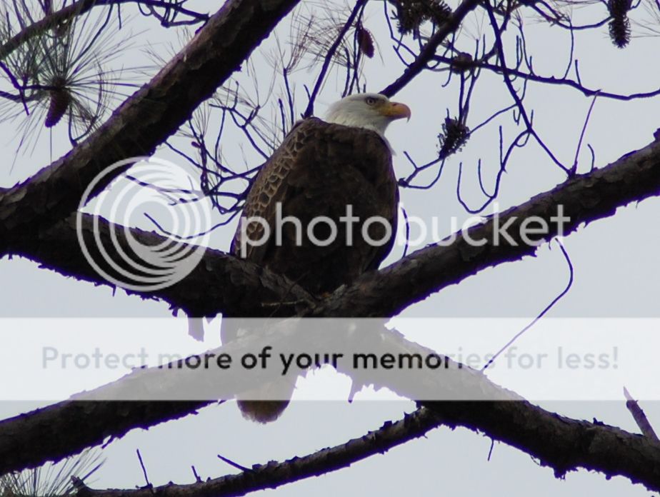 Too windy to jet ski fish so I took critter pics in the yard. B33