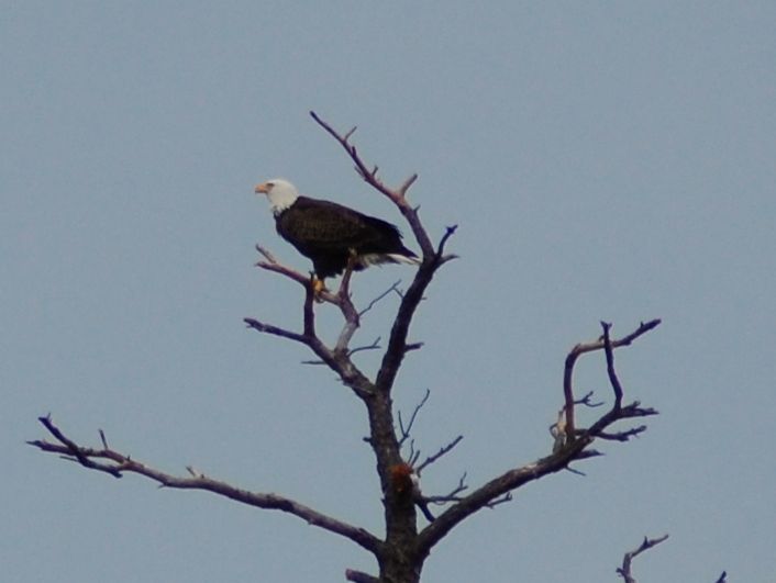 Too windy to jet ski fish so I took critter pics in the yard. B34