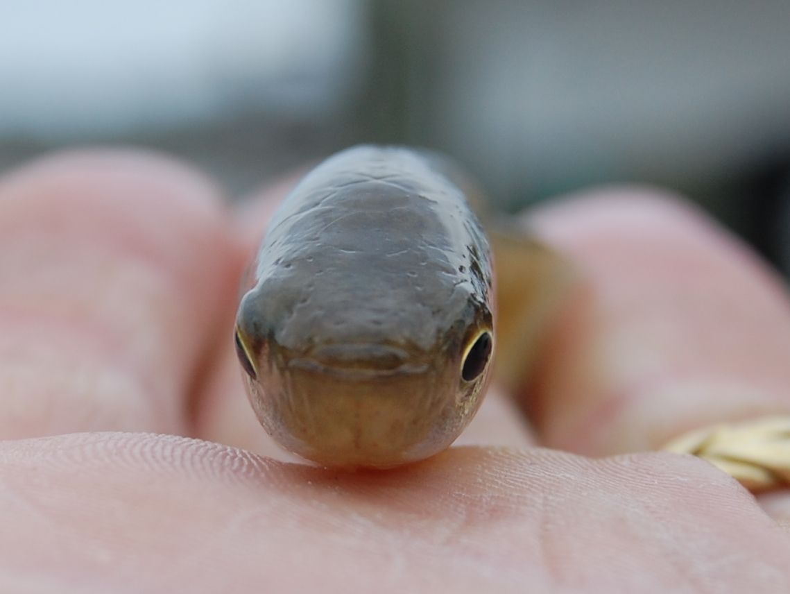 Too windy to jet ski fish so I took critter pics in the yard. B38