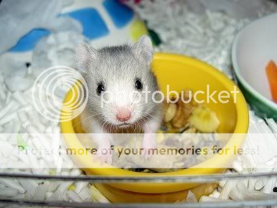 Littel Mouse 9a5 love Pig Let 8a4 Baby-hamster-syrian