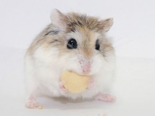 Littel Mouse 9a5 love Pig Let 8a4 Hamster003oj1