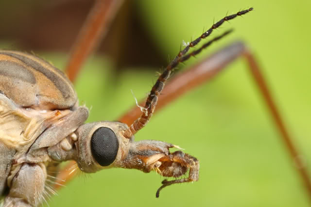 Bugging à l'arboratum 2010-05-07-145950-ZS-PMax