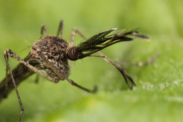 Bugging à l'arboratum 2010-05-08-0023