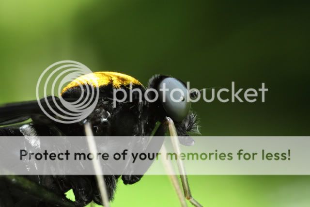 bugging à Cincinnati, Ohio 2010-06-04-1849