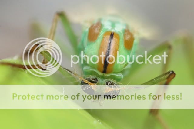 bugging au Cap St. Jacques 2010-06-18-095756-ZS-PMax