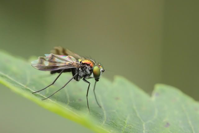 Dolichopididae 2010-12-08-1708