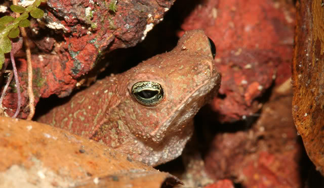 Amphibiens de Guyane française IMG_1865-1