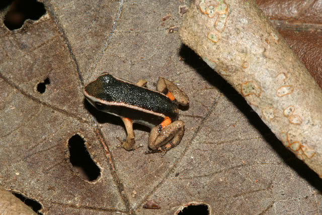 Amphibiens de Guyane française IMG_2127-1