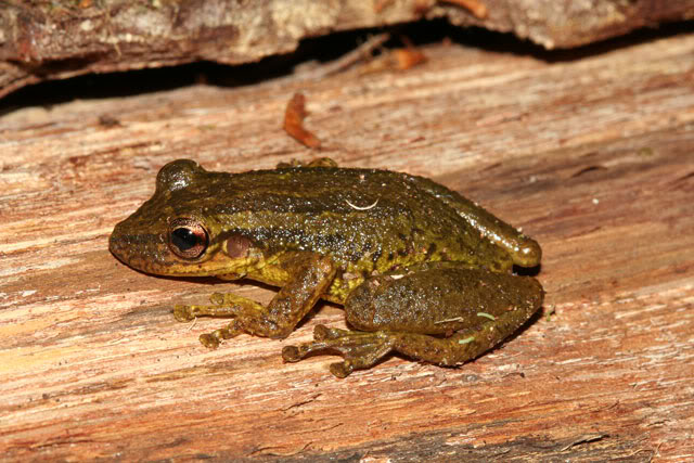 Amphibiens de Guyane française IMG_6186