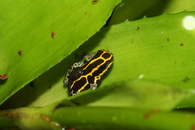 Amphibiens de Guyane française IMG_6278