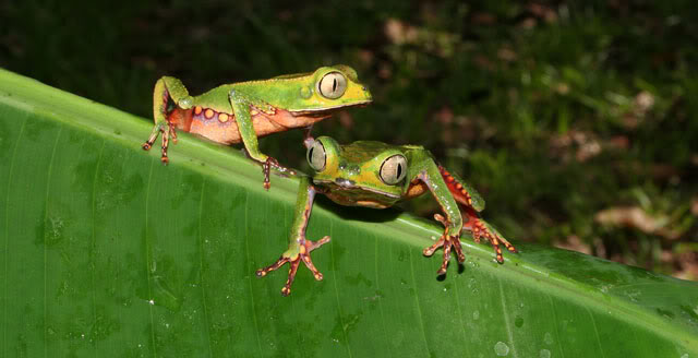 Amphibiens de Guyane française IMG_6488