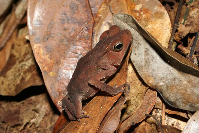 Amphibiens de Guyane française IMG_6522