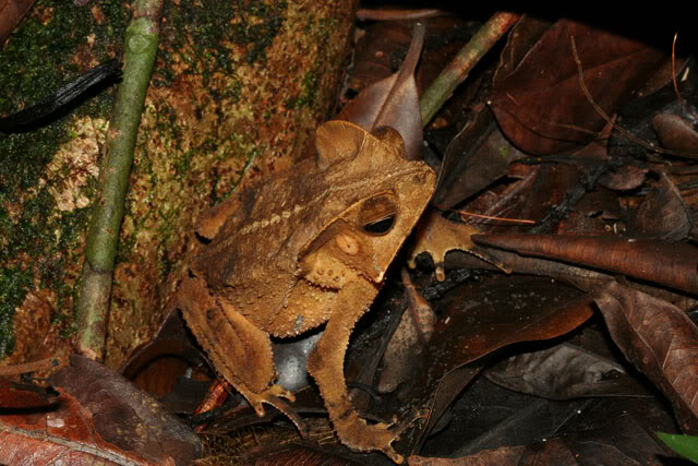 Amphibiens de Guyane française IMG_6679