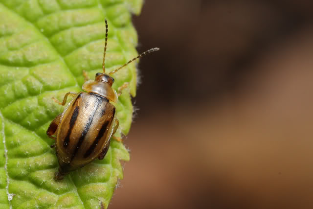 Bugging à l'arboratum IMG_6680