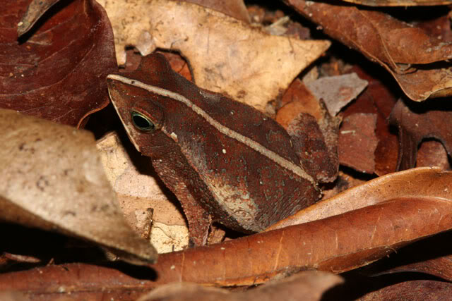 Amphibiens de Guyane française IMG_6717