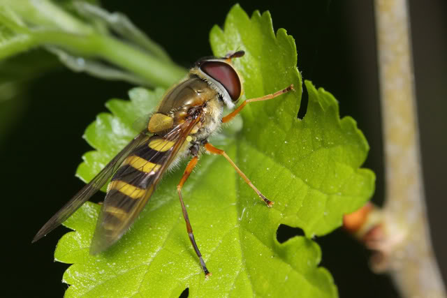 Bugging à l'arboratum IMG_6821