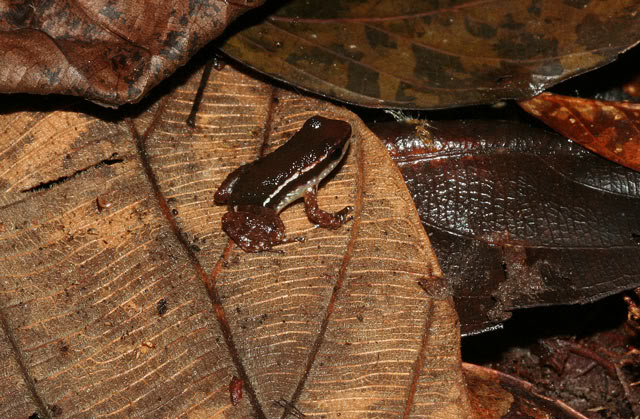 Amphibiens de Guyane française IMG_6908